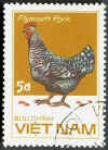 Vietnam Gallina Plymouth Rock barrata.jpg (38696 byte)