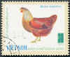 Vietnam Gallina Rhode Island red 2.jpg (46684 byte)