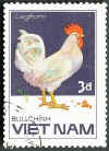 Vietnam Gallo Livorno bianco.jpg (38057 byte)