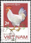 Vietnam Gallo Plymouth Rock bianco.jpg (41594 byte)