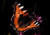 Aglais_urticae.jpg (34960 byte)