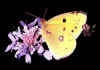 Colias_hyale_maschio.jpg (39145 byte)