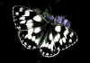 Melanargia_galathea_2.jpg (35292 byte)