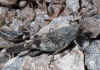 Oedipoda_caerulescens.jpg (87361 byte)