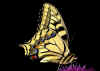 Papilio_machaon_2.jpg (40413 byte)