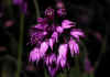 Allium_cyatophorum_var_Farreri_Stearn_2.jpg (42883 byte)