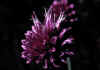 Allium_schoenoprasum_1.jpg (36088 byte)