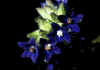 Anchusa_officinalis_1.jpg (41149 byte)