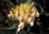 Anthyllis_vulneraria_1.jpg (41425 byte)