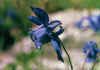 Aquilegia_alpina.jpg (54333 byte)