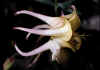 Aquilegia_flabellata_2.jpg (29973 byte)