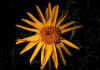 Arnica_montana_ 1.jpg (40718 byte)