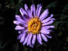 Aster_alpinus_1.jpg (42584 byte)