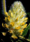 Astragalus_centralpinus_2.jpg (61143 byte)