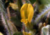 Astragalus_exscapus_3.jpg (46320 byte)