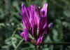 Astragalus_onobrychis_1.jpg (48117 byte)