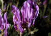 Astragalus_onobrychis_2.jpg (51288 byte)