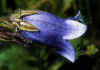 Campanula_barbata_2.jpg (56752 byte)