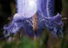 Campanula_barbata_3.jpg (40207 byte)