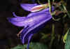 Campanula_rapunculoides_2.jpg (46167 byte)