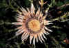 Carlina_acaulis.jpg (81440 byte)