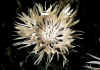 Centaurea_fisheri_1.jpg (55131 byte)