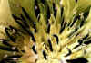Centaurea_fisheri_2.jpg (73355 byte)