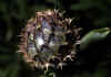Centaurea_scabiosa_1.jpg (49389 byte)