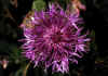 Centaurea_scabiosa_2.jpg (61271 byte)