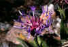 Centaurea_triumfetti_2.jpg (65558 byte)