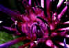 Centaurea_triumfetti_3.jpg (41587 byte)