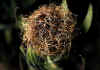 Centaurea_uniflora_1.jpg (58142 byte)