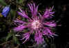 Centaurea_uniflora_2.jpg (59902 byte)