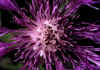 Centaurea_uniflora_3.jpg (65176 byte)