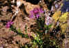 Centaurea_uniflora_ssp_nervosa_1.jpg (88555 byte)