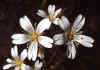 Cerastium_arvense_1.jpg (46010 byte)