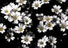 Cerastium_uniflorum_1.jpg (69962 byte)