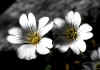 Cerastium_uniflorum_2.jpg (43997 byte)