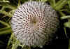 Cirsium_eriophorum_2.jpg (98571 byte)