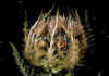 Cirsium_spinosissimum_1.jpg (64334 byte)