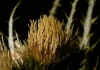 Cirsium_spinosissimum_2.jpg (43761 byte)