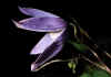 Clematis_alpina_ssp_alpina_1.jpg (31517 byte)