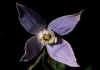 Clematis_alpina_ssp_alpina_2.jpg (37381 byte)