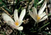 Crocus_vernus_1.jpg (56846 byte)