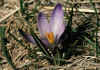 Crocus_vernus_2.jpg (65870 byte)