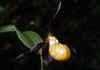 Cypripedium_calceolus_1.jpg (26084 byte)