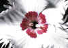 Dianthus_alwoodii_2.jpg (48974 byte)