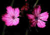 Dianthus_carthusianorum.jpg (43839 byte)