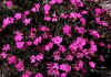 Dianthus_gratianopolitanus_1.jpg (99041 byte)