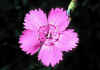 Dianthus_gratianopolitanus_2.jpg (36122 byte)